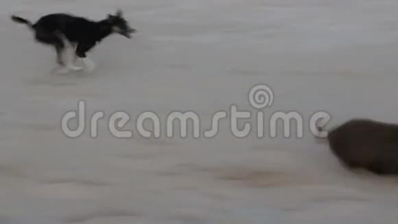 在沙滩上玩捉猪游戏的狗视频的预览图