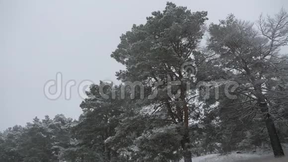 在圣诞公园里下雪了美丽的冬季景观冬季森林冬天在森林里下雪视频的预览图