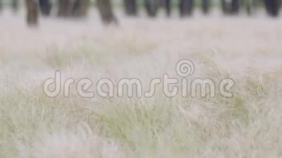 低矮木材中的羽毛草和风视频的预览图