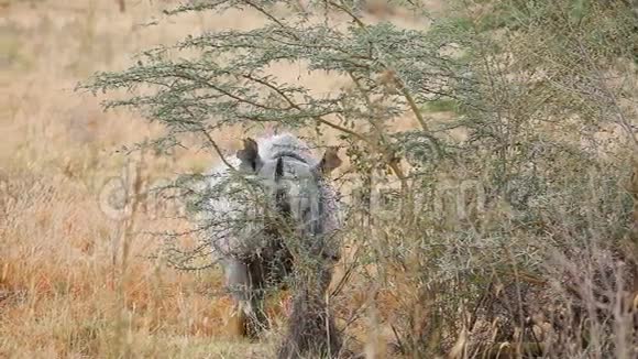 纳库鲁公园的黑犀牛视频的预览图