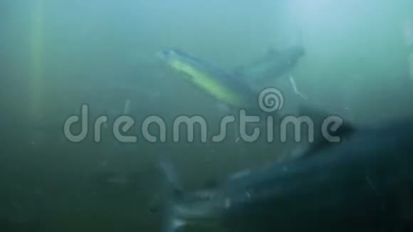 鱼梯水下鱼叉视频的预览图
