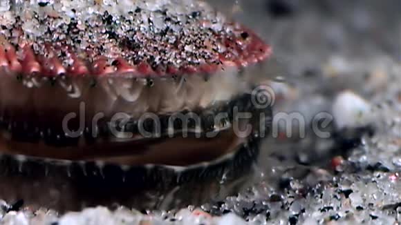 海扇贝靠近海底视频的预览图