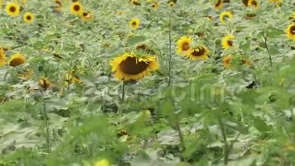 向日葵在风中摆动黄色的向日葵有种子的花黄色太阳花的田野视频的预览图