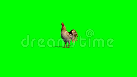 公鸡闲置2绿色屏幕视频的预览图