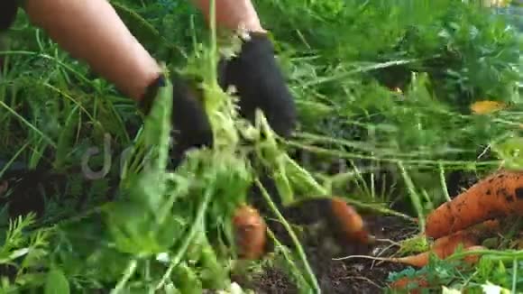 农民收割胡萝卜视频的预览图