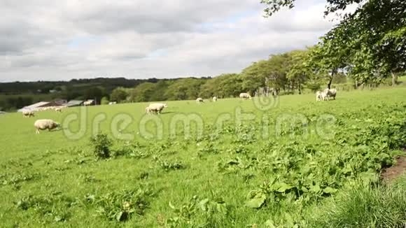 苏格兰牧场放羊高清镜头视频的预览图