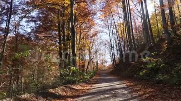 秋天森林里路上的镜头阳光透过树叶照耀视频的预览图