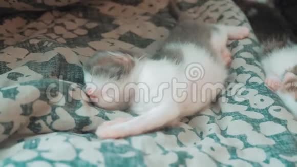 小搞笑视频新生小猫睡觉可爱的宠物小猫睡在卧室床上的生活毯上视频的预览图