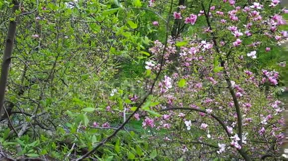 基辅木兰树开花视频的预览图