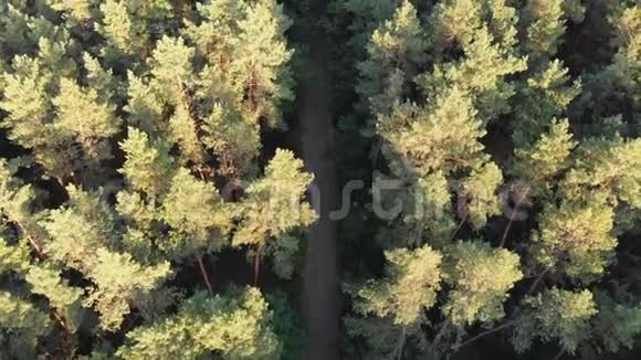 俯视古老的森林道路两边都在生长视频的预览图