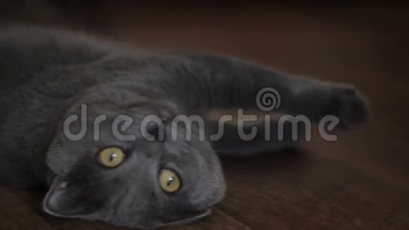 英国蓝猫在家视频的预览图
