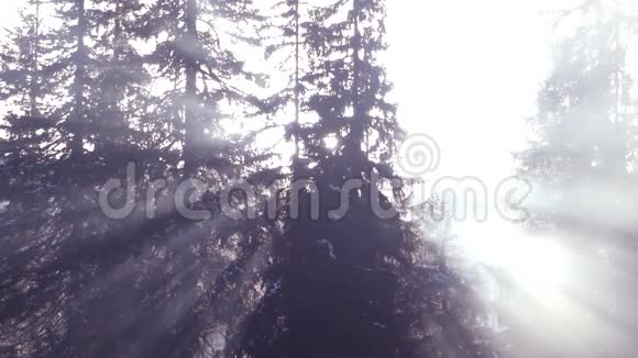 松枝在阳光下发光山林之中视频的预览图