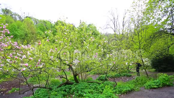 基辅木兰树开花视频的预览图
