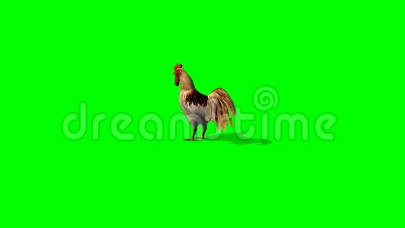公鸡闲置3绿色屏幕视频的预览图