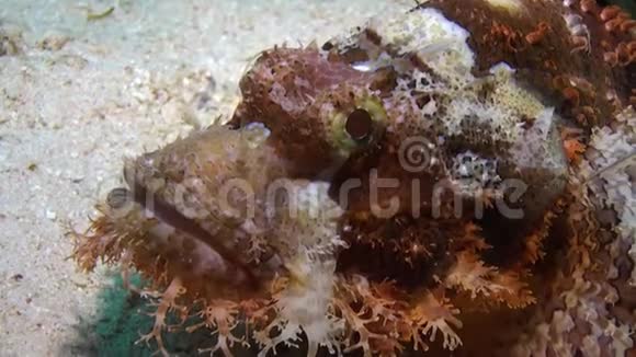 石鱼留着大胡子的蝎子鱼在水下有毒视频的预览图