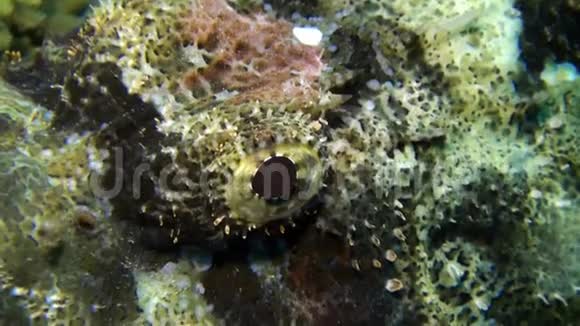 石鱼留着大胡子的蝎子鱼在水下有毒视频的预览图