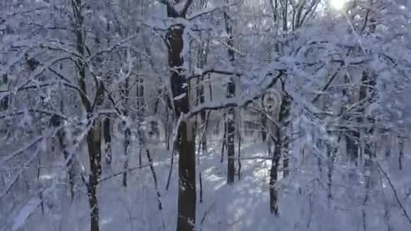 雪中的冬季森林飞行视频的预览图