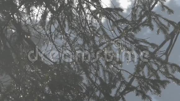 松枝在阳光下发光山林之中视频的预览图
