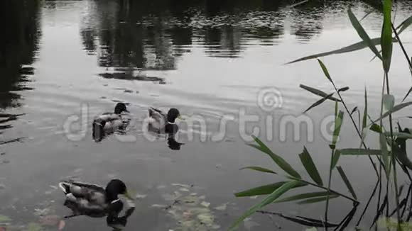 清晨在湖上鸭子视频的预览图
