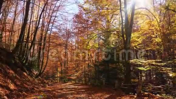 秋天森林里路上的镜头阳光透过树叶照耀视频的预览图