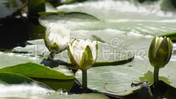 池塘中的百合花视频的预览图