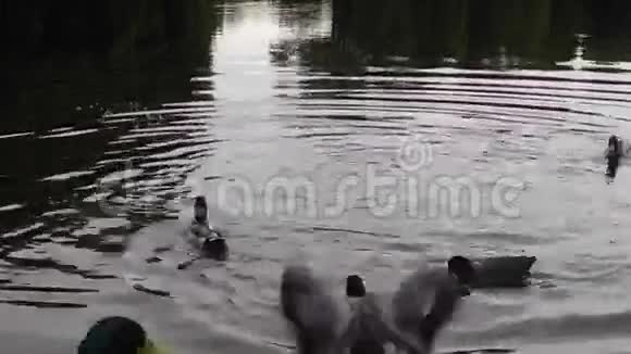 清晨在湖上鸭子视频的预览图