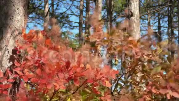 红叶的灌木视频的预览图