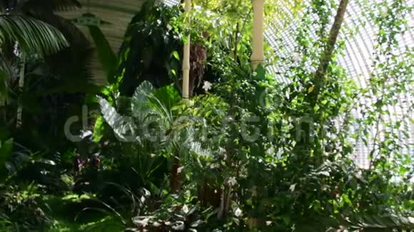 植物园里的热带植物和树木植物温室玻璃屋的内部热带背景4K视频的预览图