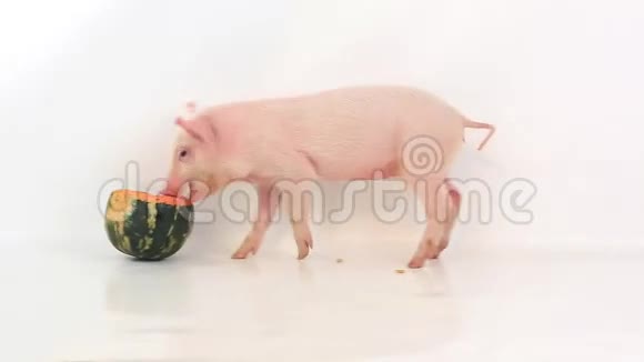 小猪吃南瓜视频的预览图