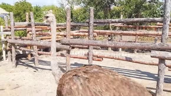 早秋鸵鸟走在乌克兰一个村庄的鸵鸟农场的木栅栏后面视频的预览图