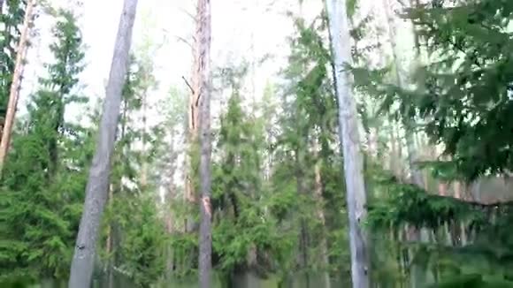 森林中发现的高大树木图像视频的预览图
