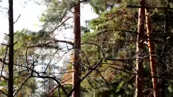 树枝上的几片叶子在动视频的预览图
