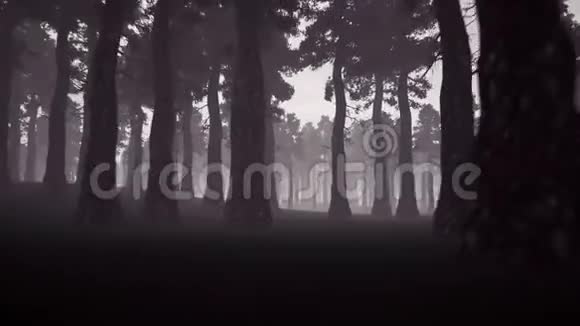 恐怖森林3d真实画面视频的预览图