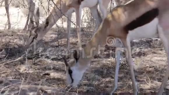 小黑斑羚羚羊放牧的肖像视频的预览图