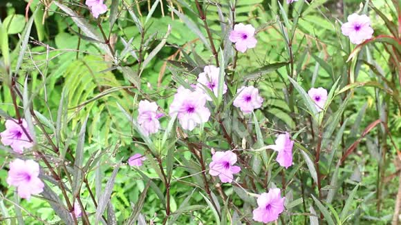 紫夹子在花园里种花视频的预览图