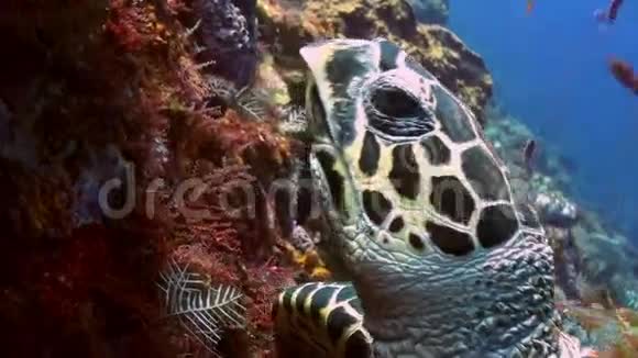 海龟在礁坡上吃珊瑚入海视频的预览图