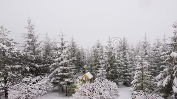 冬季喀尔巴阡山景观白雪中的圣诞树视频的预览图