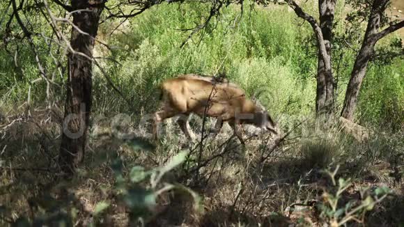 鹿在锡安国家公园放牧视频的预览图