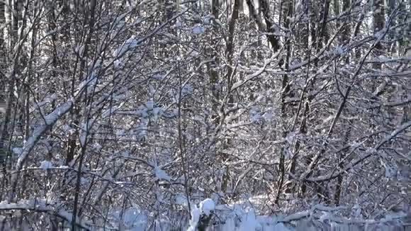 晴朗天气下美丽的冬季景观视频的预览图