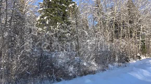 晴朗天气下美丽的冬季景观视频的预览图