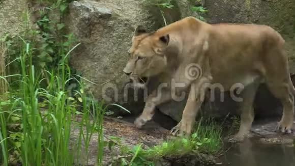 母狮寻找并慢慢地穿过灌木丛和岩石视频的预览图