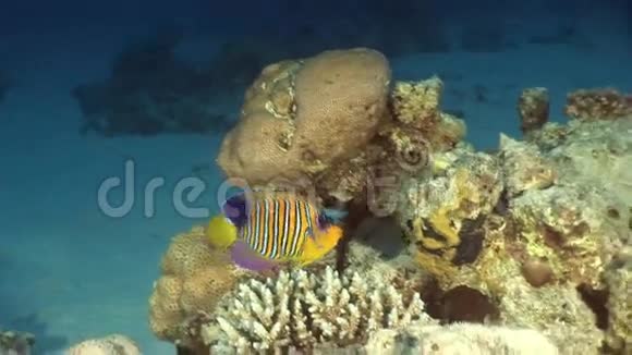 红海背景水下景观珊瑚中的蝴蝶鱼视频的预览图