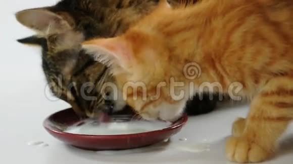 两只猫从碗里舔牛奶视频的预览图