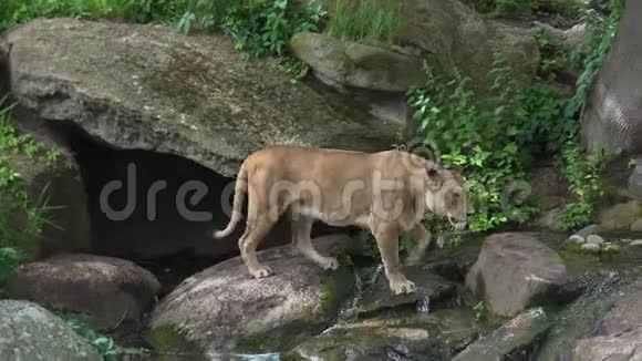 母狮寻找并慢慢地穿过灌木丛和岩石视频的预览图