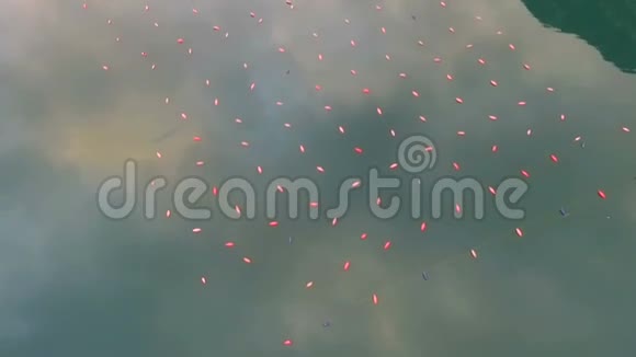 种植贝壳贻贝和牡蛎的人工林气射视频的预览图