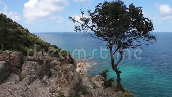 塞浦路斯阿卡马斯半岛的孤树和大海视频的预览图