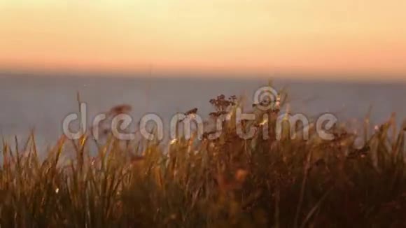 山上的草从风中摇动背景上美丽的海上日落关门视频的预览图