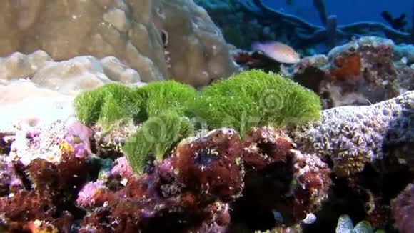 天然海洋水族馆景观背景下独特的海底视频的预览图