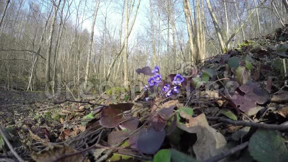春花在林间枯叶中生长4K视频的预览图