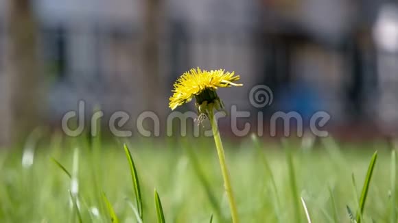 跖草幼丹参黄花在茂盛的草地上大射低角射视频的预览图